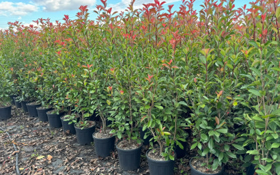 photinia fraseri "red robin" per siepe